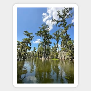 Swamp photography Sticker